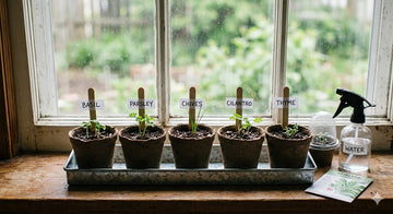 beginner herb seed setup in small pots near window with watering spray