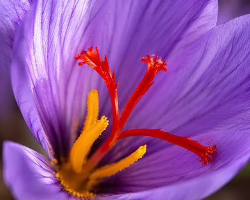  red saffron stigmas inside crocus flower