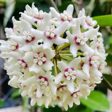 Wildflower Mix Hoya White Seeds – Flower Plant