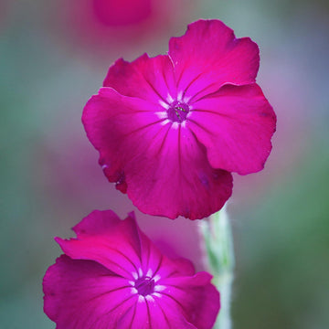 Magenta Silver Catchfly Rose Campion Seeds – Flower Plant