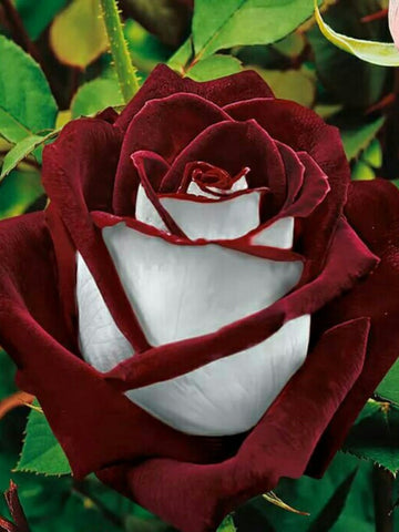 Osiria Hybrid Tea Rose Seeds – Flower Plant