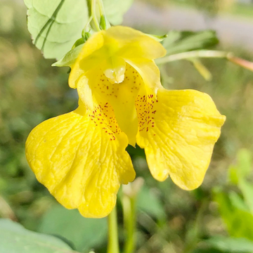 Yellow Jewelweed Seeds – Flower Plant