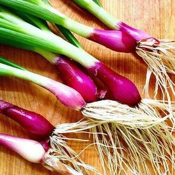 Welsh Onion Seeds – Vegetable Plant