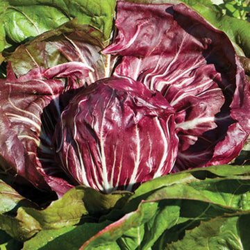 Burgundy Radicchio Seeds - Vegetable Plant