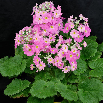 Malacoides Primula Seeds – Flower Plant