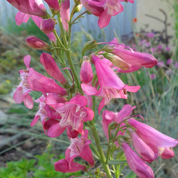 Barbatus Rondo Penstemon Seeds - Flower Plant