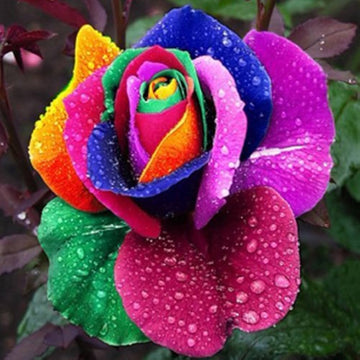 Mixed Color Rainbow Rose  Seeds - Flower Plant