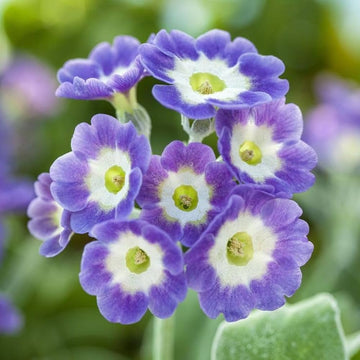 Perennial Primula Seeds – Flower Plant
