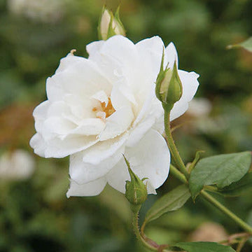 White Perennial Rose Seeds – Flower Plant