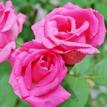 Pink Climbing Rose Seeds – Flower Plant