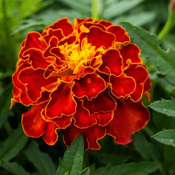 Rich Velvety Mahogany Marigold Seeds – Flower Plant