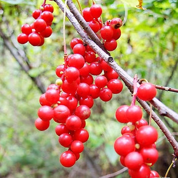 Wu-Wei-Zi  Schisandra Seeds – Herbal Plant