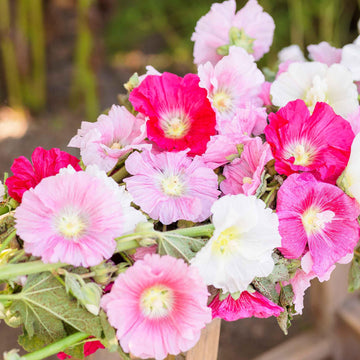 Summer Carnival Hollyhock Seeds –  Flower Plant