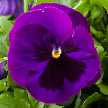 Dark Purple Pansy Seeds - Flower Plant