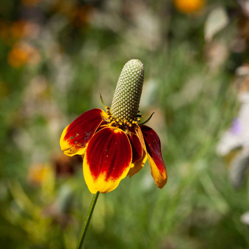 Mexican Hat Seeds - Flower Plant