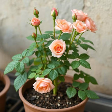 Miniature Rose Seeds - Flower Plant
