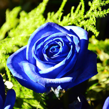 Blue Climbing Rose Seeds - Flower Plant