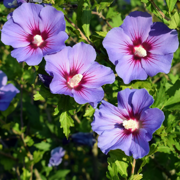 Hardy Purple Rose of Sharon Seeds – Flower Plant