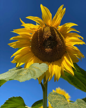 Mammoth Sunflower Seeds - Flower Plant