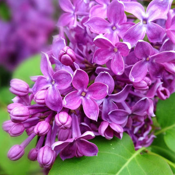 Purple Lilac Seeds – Flower Plant