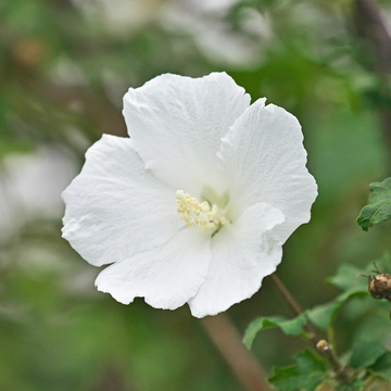 White Rose of Sharon Seeds – Flower Plant