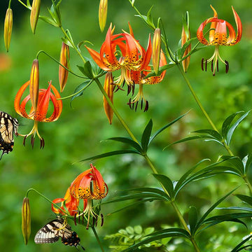 Turk’s Cap Lily Seeds – Flower Plant