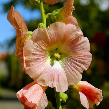Peach Hollyhock Seeds – Flower Plant