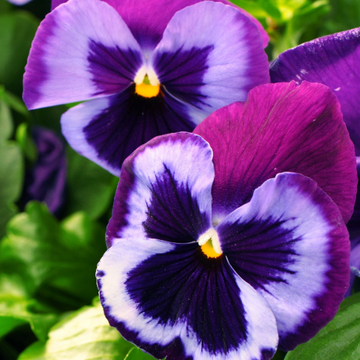 Majestic Giant Blue Jeans Pansy Seeds – Flower Plant