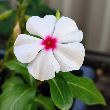 Bright Eyes Periwinkle Seeds – Flower Plant