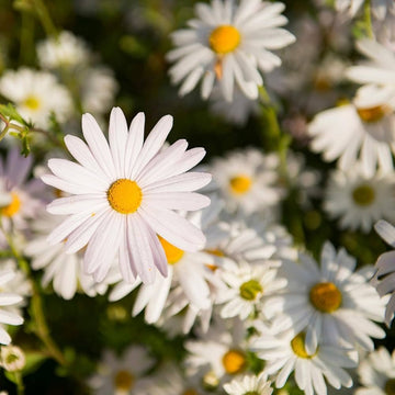 Perennial Shasta Daisy Seeds –  Flower Plant