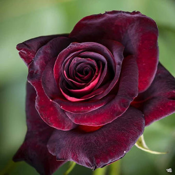 Rosa Seeds – Black Baccara