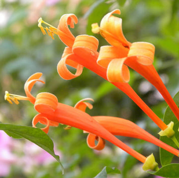 Orange Honeysuckle Seeds –  Flower Plant