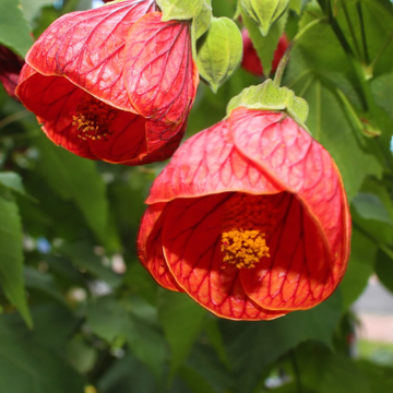 Mixed Colors Maple Seeds – Flower Plant