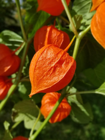 Chinese Lantern Lantern Seeds – Flower Plant
