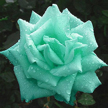 Rose  Seeds – Mint Green