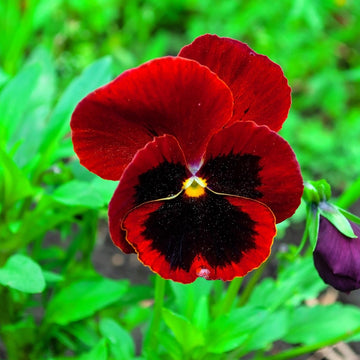 Red & Brown Pansy Seeds – Flower Plant