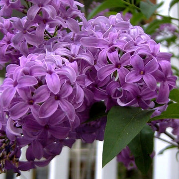 Syringa Vulgaris Lilac Seeds – Flower Plant