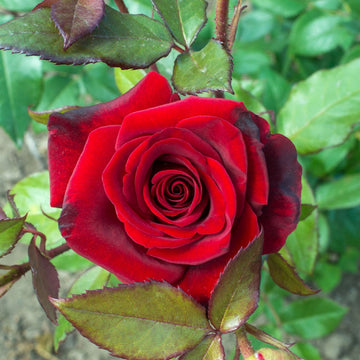 Red Bush Rose Seeds – Flower Plant