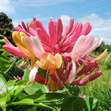 Mixed Honeysuckle Seeds – Flower Plant