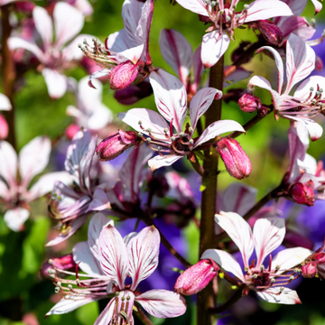 Mixed  Lilac Seeds – Flower Plant
