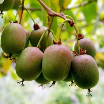 Kiwi Berry Seeds - Fruit Plant
