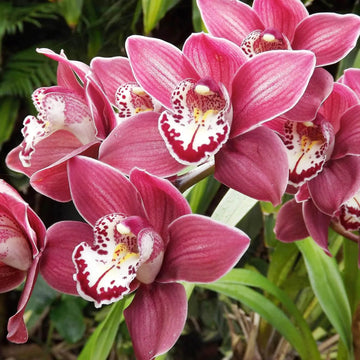 Cymbidium Fragrant Hardy Orchid Seeds – Flower Plant