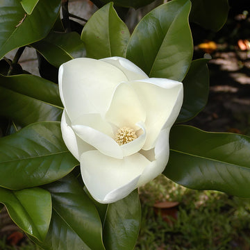 Southern Magnolia Seeds – Flower Plant