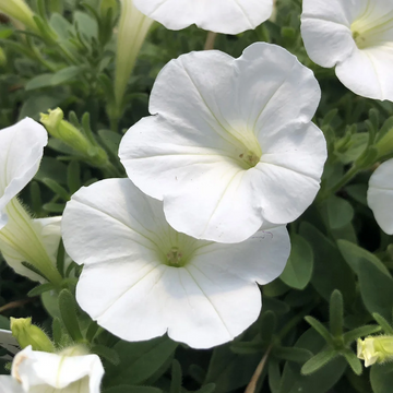 White Grandiflora Petunia Seeds – Flower Plant