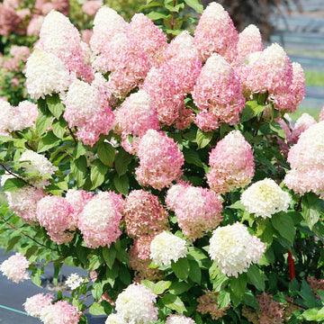 Strawberry Hydrangea Seeds –  Flower Plant