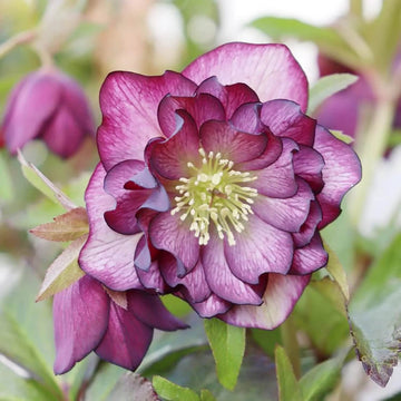 Helleborus Perennial Lenten Rose Seeds –  Flower Plant