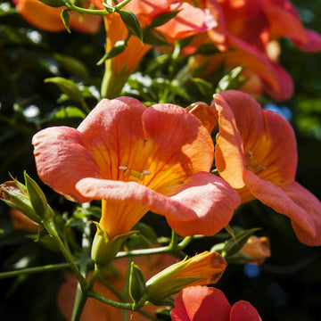 Climbing Scarlet Trumpet Vine Seeds – Flower Plant