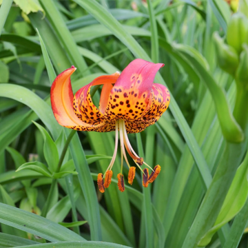 Perennial Leopard Lily Seeds –  Flower Plant