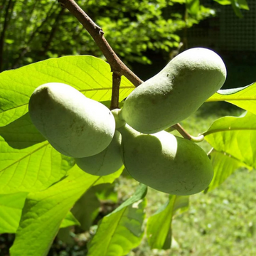 Asimina Triloba Pawpaw Seeds – Fruit Plant