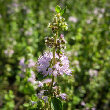 Perennial Pennyroyal Seeds – Flower Plant